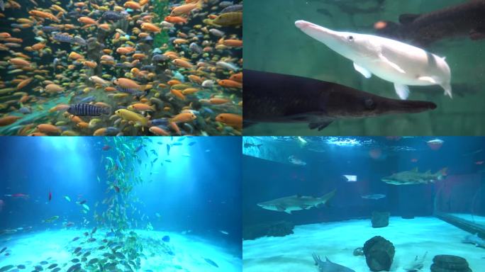 海洋馆水族馆各种鱼类