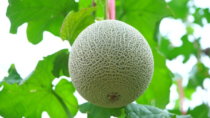 海南网纹蜜瓜