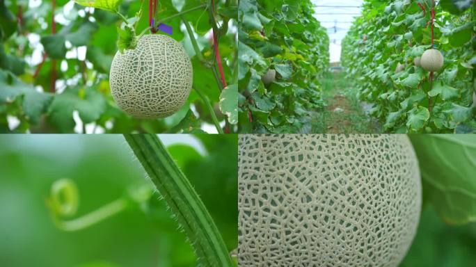 海南网纹蜜瓜