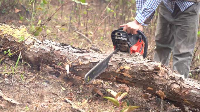 松树松材线虫病疫木除治