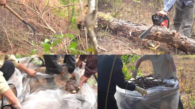 松树松材线虫病疫木除治