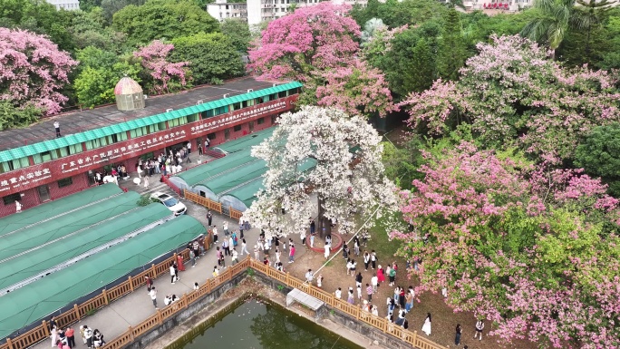 中国广东省广州市天河区华南师范大学异木棉