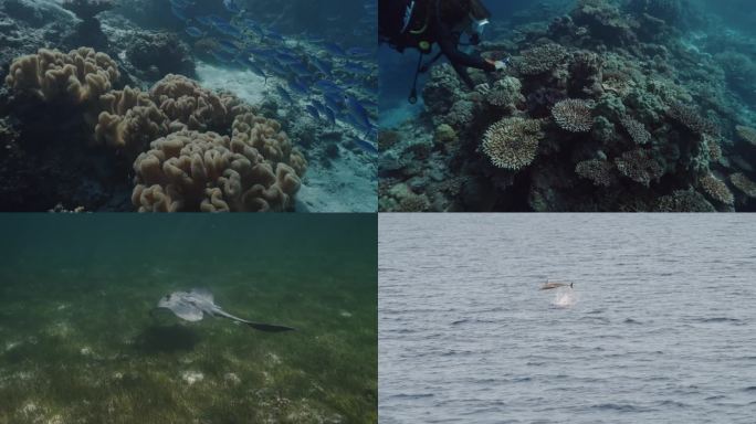 美女潜水海底美景海洋生物唯美自然海底美景