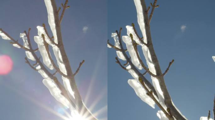 特写：阳光明媚的冬日里，雪树枝上闪烁的冰霜。