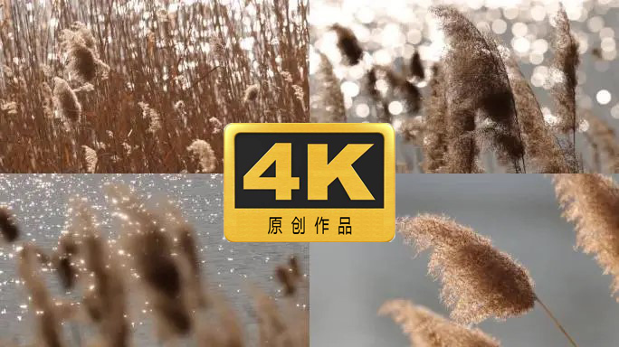 芦苇草  河边秋天芦苇草