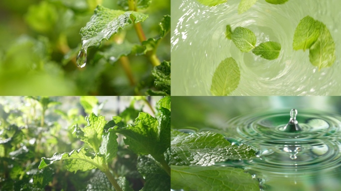 薄荷 清凉 提神 醒脑