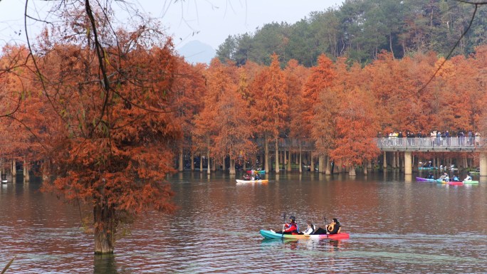 4k杭州冬天 西湖枫叶 青山湖水杉