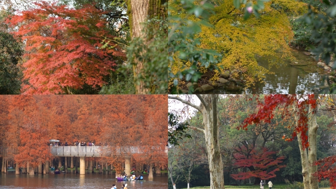 4k杭州冬天 西湖枫叶 青山湖水杉