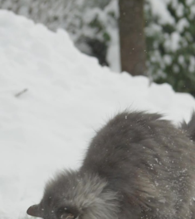 慢动作：快乐的猫被大雪球击中，玩耍并逃跑。