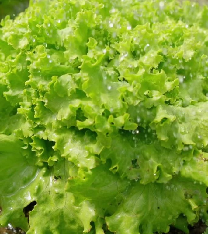 温室中浇水的新鲜生菜植物特写镜头。