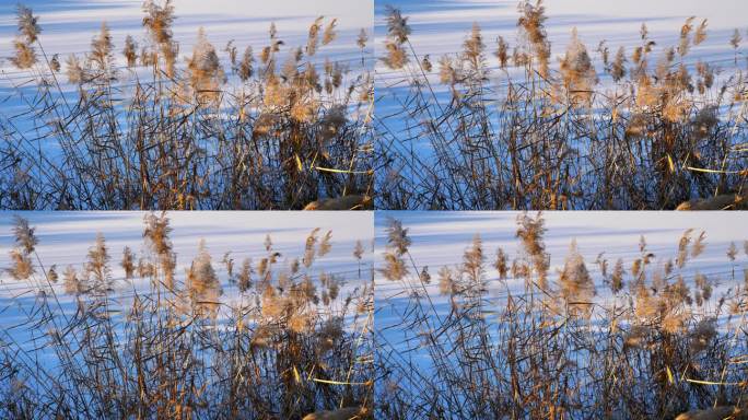 冬季芦苇荡