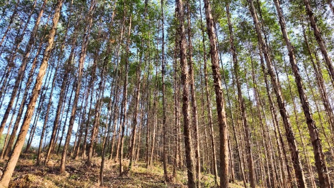 按树林 桉树 经济林