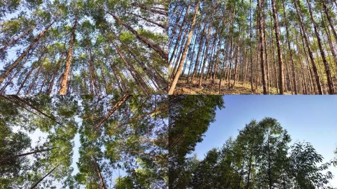 按树林 桉树 经济林