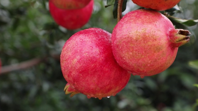 石榴园 成熟的石榴采摘打卡拍照装箱