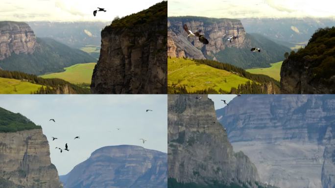 峭壁雄伟 飞鹰盘旋 山间草甸 自然奇景