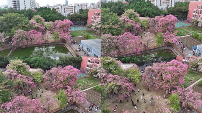 中国广东省广州市天河区华南师范大学异木棉