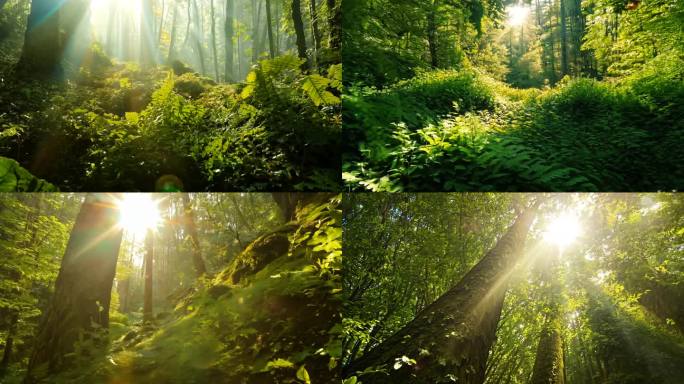 日光穿林 光影斑驳 森林生机盎然