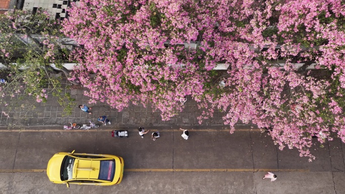 中国广东省广州市天河区华南师范大学异木棉