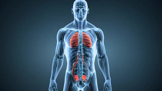 人体 肾脏 泌尿系统