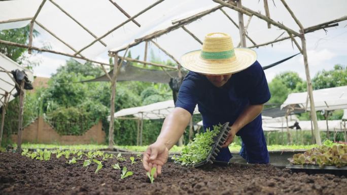 亚洲女性在有机蔬菜农场种植生菜。