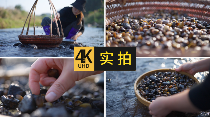 蚬子黄蚬子