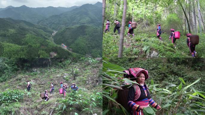 瑶族同胞上山采摘