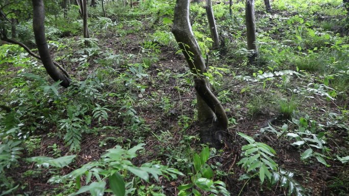 原创黄精基地黄精籽黄精种子实拍素材