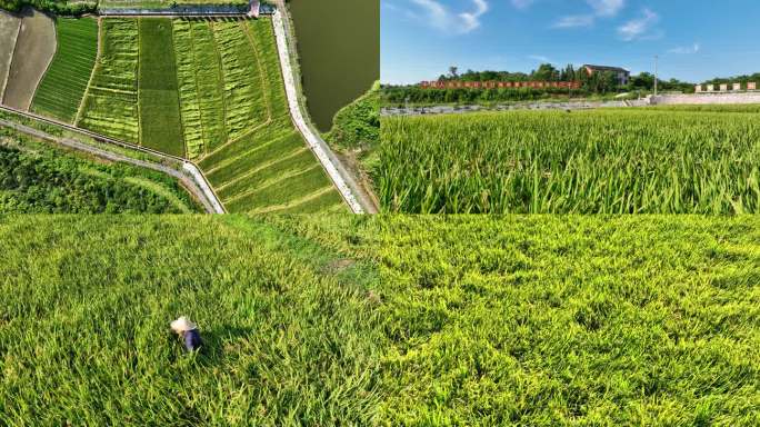 4K衡南县袁隆平杂交水稻实验田基地合集2
