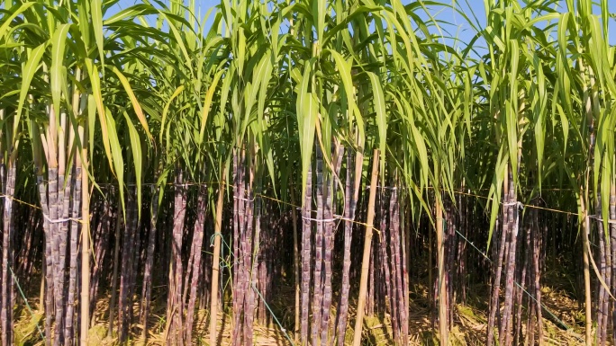 甘蔗果蔗连片种植基地