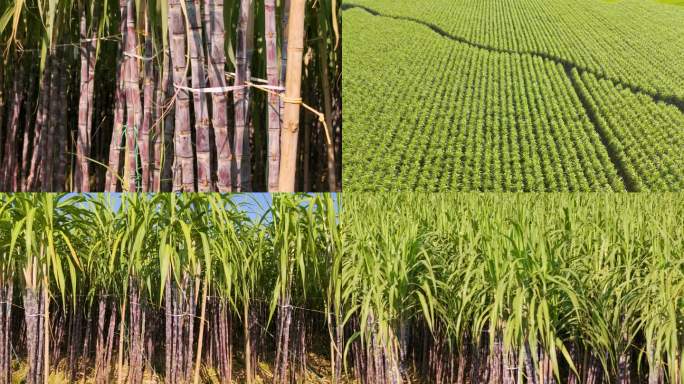 甘蔗果蔗连片种植基地