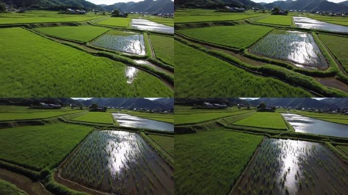 美丽稻田 乡村旅游 一望无垠的田野 水田