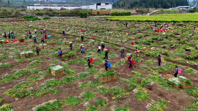 航拍生姜种植基地丰收大场面