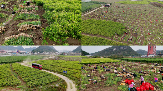 航拍生姜种植基地丰收大场面