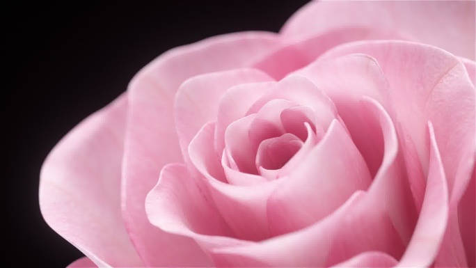 花开（含C4D工程）