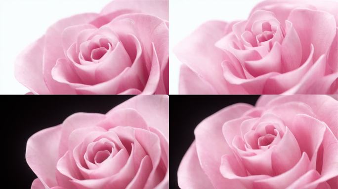 花开（含C4D工程）