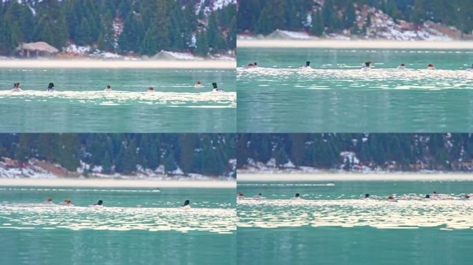 川西玉龙拉措雪山湖泊秋沙鸭