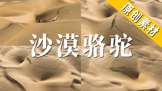 沙漠骆驼一带一路西域风情