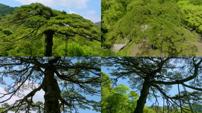黄山珍贵保护植物黑虎松