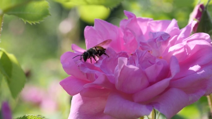 Rosa damascena. 精油生产季节已到。著名保加利亚玫瑰的美丽。蜜蜂工蜂在采集花粉后慢动作