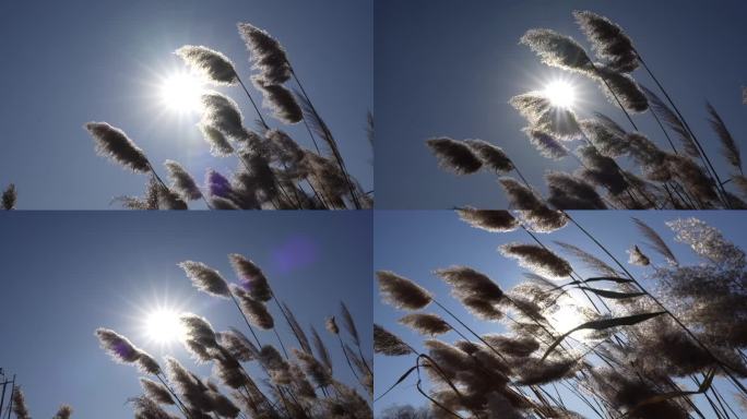 风中的芦苇 芦苇荡 湿地芦苇芦花夕阳芦苇