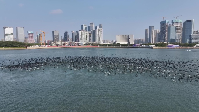 深圳前海欢乐港湾摩天轮鸬鹚群飞