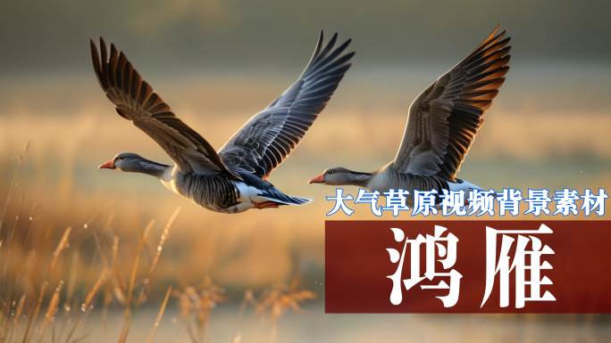 草原歌曲《鸿雁》背景视频素材