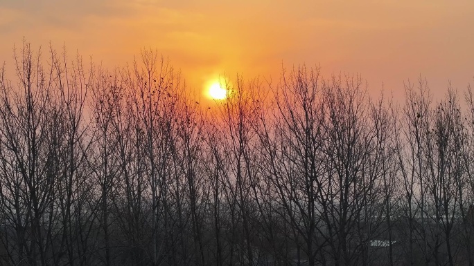 农村冬日荒凉树林夕阳日落空镜