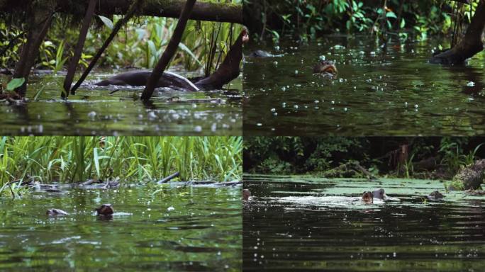 水獭鳄鱼亚马逊雨林