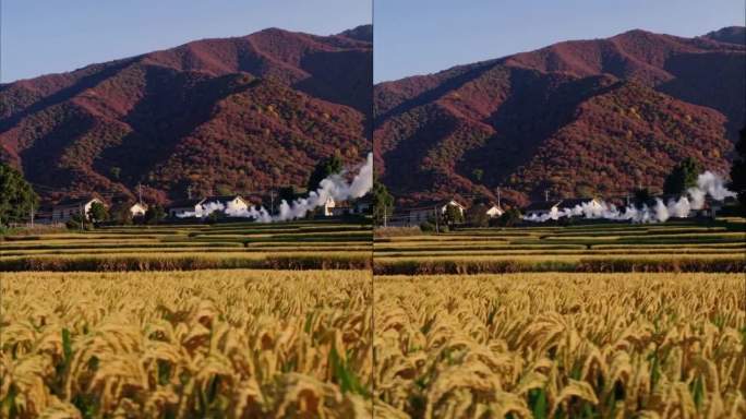 竖屏乡村航拍丰收秋天庄稼地耕地三农新农村