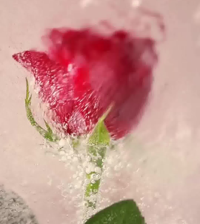 红玫瑰冰封玫瑰水滴玫瑰花化妆品原料竖屏