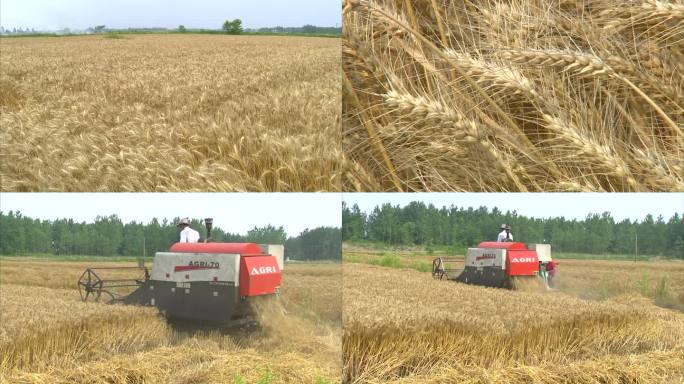 金黄的麦田 成熟的小麦 收获期 机器收割
