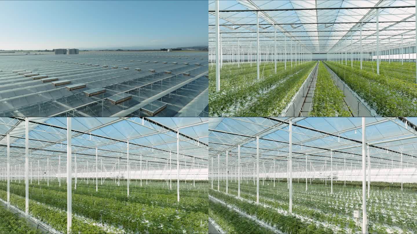 科技苑农业种植视频(科技农业种植官方网站)