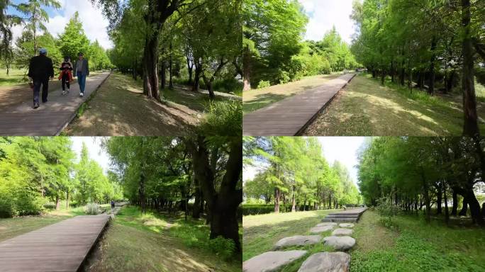 云南大理洱海航拍穿越树林