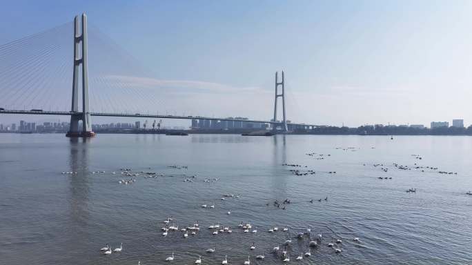 航拍九江二桥水域冬季候鸟